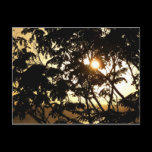 Sunset Through Trees Postcard
