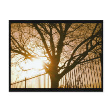 Sunset Tree Nature Postcard postcard