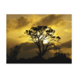Sunset Tree Post Card