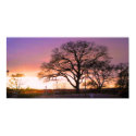 sunset tree posters by joacreations sunset tree posters