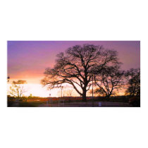sunset tree posters by joacreations sunset tree posters