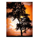 Sunset Tree Poster