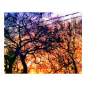 Sunset Trees posters by Floral_Dreamsnet Sunset Trees posters