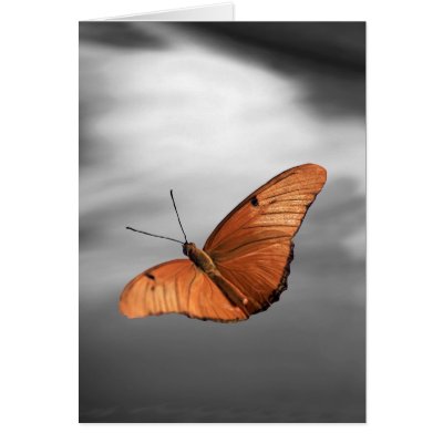 Sunset with Butterfly Greeting Cards by roimim