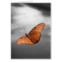 Sunset with Butterfly cards