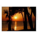 Sunset with Palms, 109 cards by BlarneyCards Sunset with Palms, 109 cards