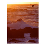 Sunsets Ocean Postcards