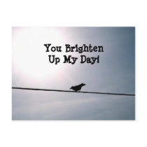 Sunshine Bird Postcard