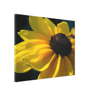 Sunshine Black Eyed Susan Canvas Print wrappedcanvas