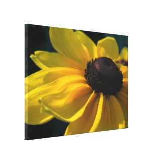 Sunshine Black Eyed Susan Canvas Print