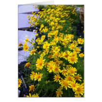 Sunshine Blossoms Card by sweetnessphotography Sunshine Blossoms Card