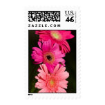 Sunshine Gerberas Postage