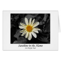 Sunshine in the Alamo (San Antonio, Texas) cards by JKLionheart Sunshine in the Alamo (San Antonio, Texas) cards