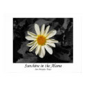 Sunshine in the Alamo (San Antonio, Texas) posters