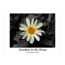 Sunshine in the Alamo (San Antonio, Texas) posters