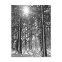 Sunshine in the Arboretum postcards