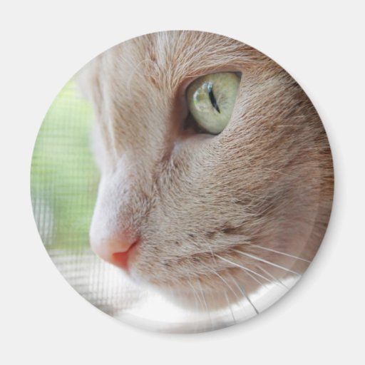 Sunshine Kitty Magnet
