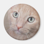 Sunshine Kitty Refrigerator Magnets