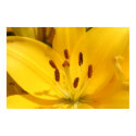 Sunshine Lilly posters