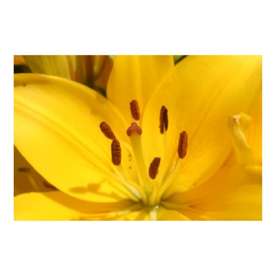 Sunshine Lilly Posters by hcaye1988