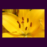 Sunshine Lilly