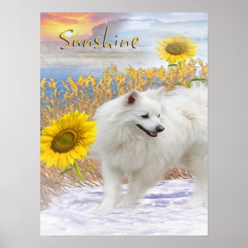 Sunshine My American Eskimo Poster print