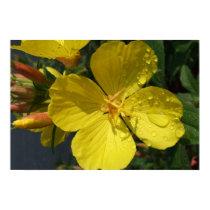 Sunshine on a Rainy Day Bordered Print/Poster