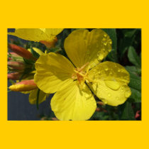 Sunshine on a Rainy Day Bordered Print/Poster