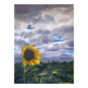Sunshine posters
