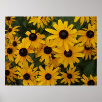 Sunshine Posters