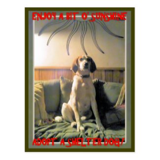 Sunshine Shelter Dog Postcard