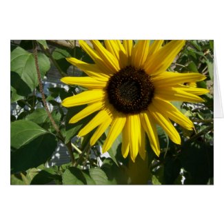 Sunshine Sunflower card