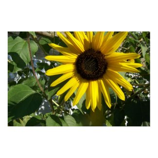 Sunshine Sunflower print