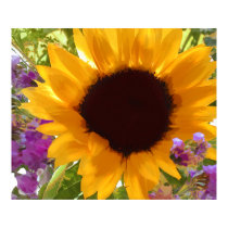 Sunshine Sunflower posters by ElainePlesser Sunshine Sunflower posters