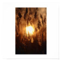 Sunshine Through a Wheat Field posters by talliktok_katauyak Sunshine Through a Wheat Field posters