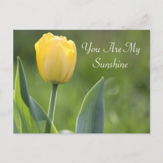 Sunshine Tulip Photography zazzle_postcard