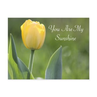 Sunshine Tulip Photography zazzle_postcard