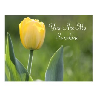Sunshine Tulip Photography Postcard