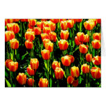 Sunshine Tulips Card