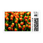 Sunshine Tulips Stamp