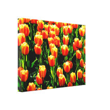 Sunshine Tulips Stretched Canvas Prints