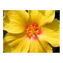 Sunshine Yellow Hibiscus posters by SweetRascal Sunshine Yellow Hibiscus posters