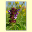 Sunshiny day blossoming flower cards