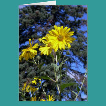 Sunshiny day! cards
