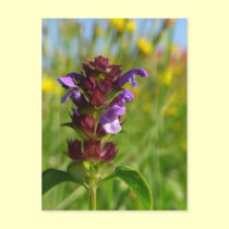 Sunshiny day - lila flower postcards