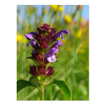Sunshiny day - lila flower postcards