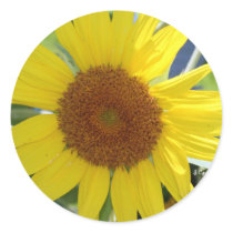 Sunspot, S Cyr stickers