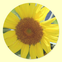 Sunspot, S Cyr stickers