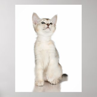 Super Cute Kitten Customizable Print print