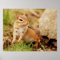 Super Cute Little Baby Chipmunk Poster